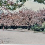 cherry blossoms japan corrected