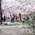 cherry blossoms japan families